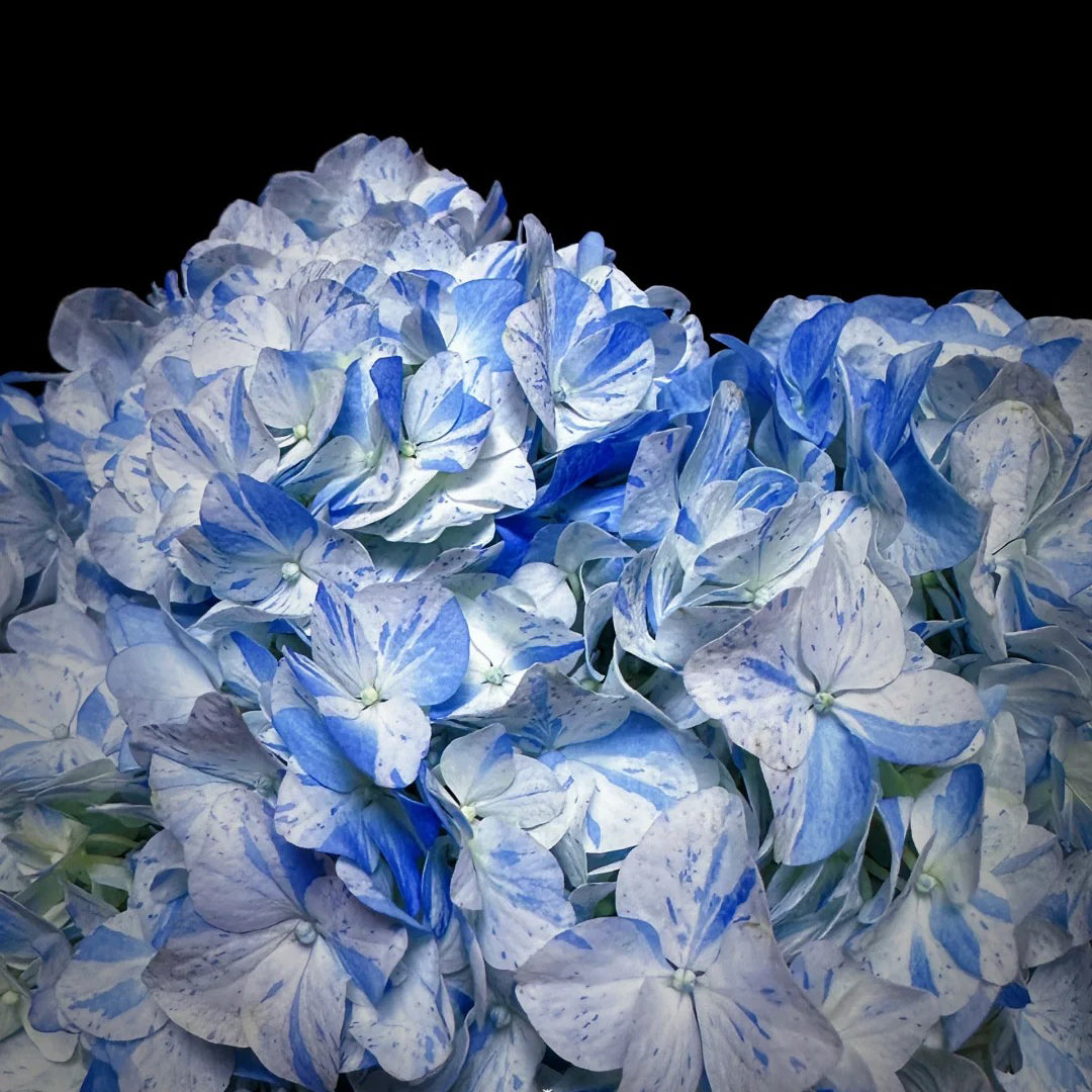Hydrangea macrophylla "blue meteor shower" Seeds