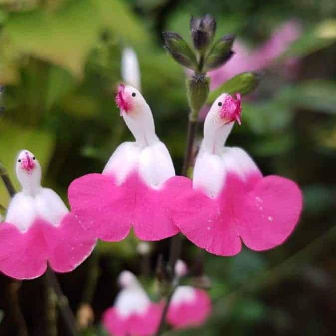 🥰Salvia 'Pink Lips'