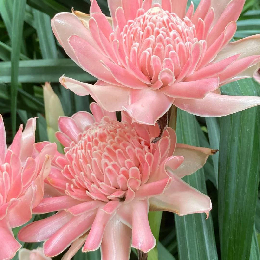 Pink Torch Ginger/Etlingera elatior Flower Seeds