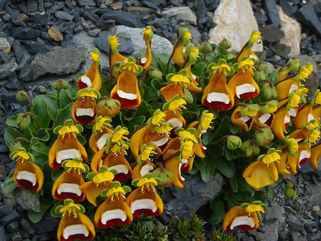 Happy Alien (Calceolaria Uniflora) Flower Seeds Plant Seed Rare