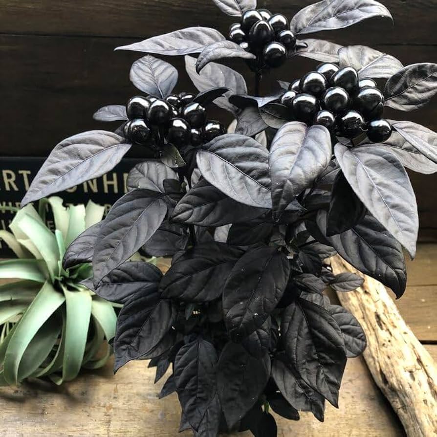 Black Pearl Ornamental Pepper