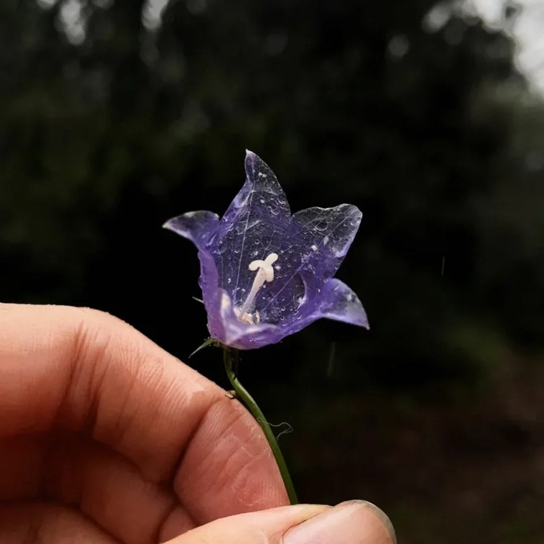 🪻Purple Adenophora Stricta Flower Seeds