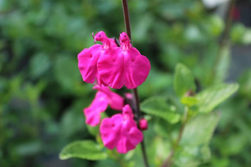 💗Salvia Neon