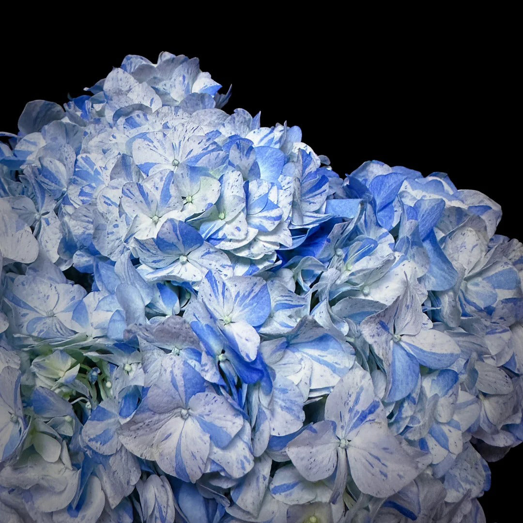 Hydrangea macrophylla "blue meteor shower" Seeds