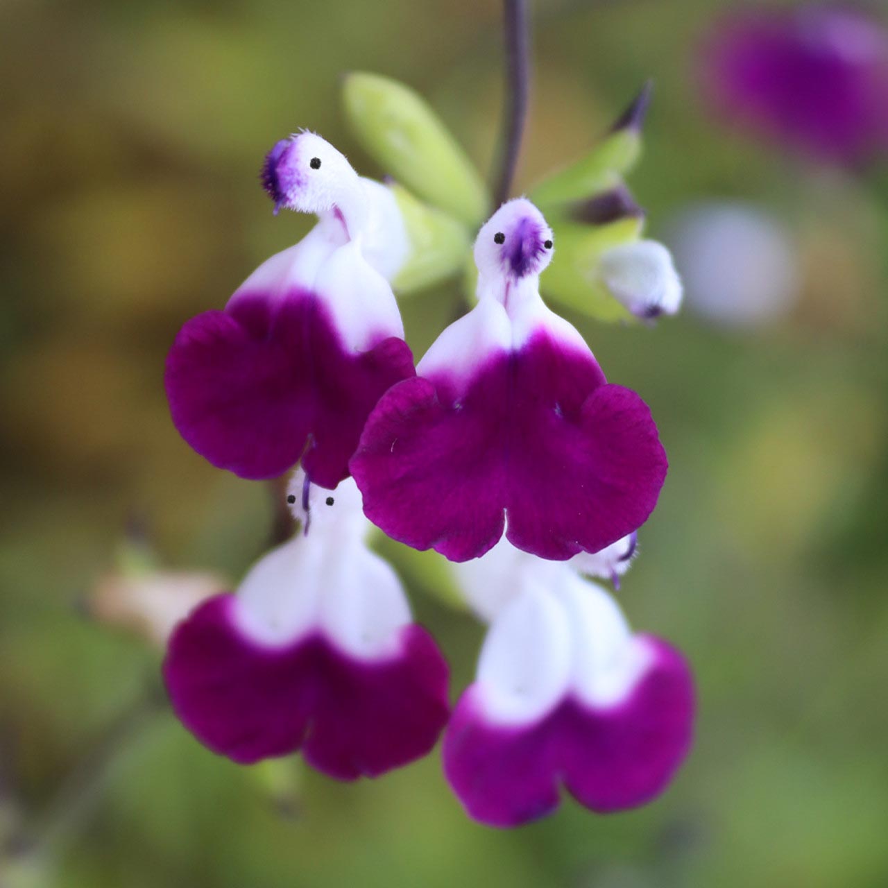 🤩Salvia ‘Amethyst Lips’