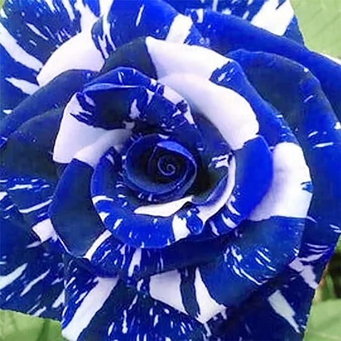 Blue Dragon Rose Seeds-Perennial -Authentic Seeds