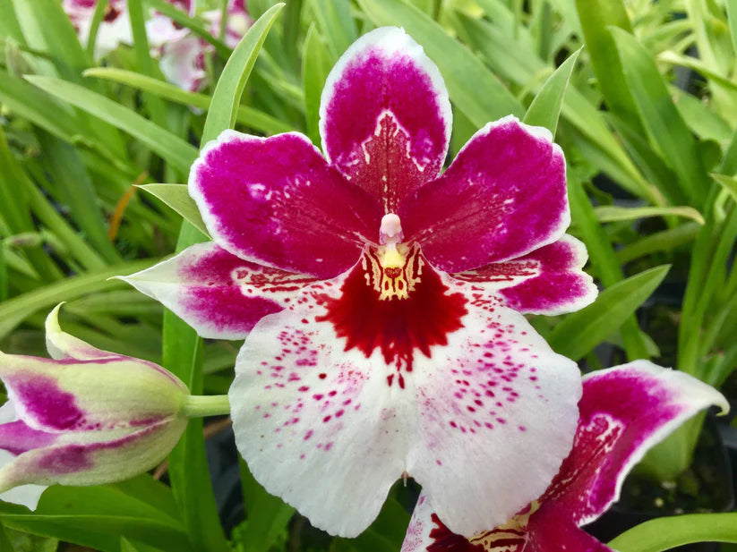 MIX Orchid Miltoniopsis Breathless 'Beauty' Seeds
