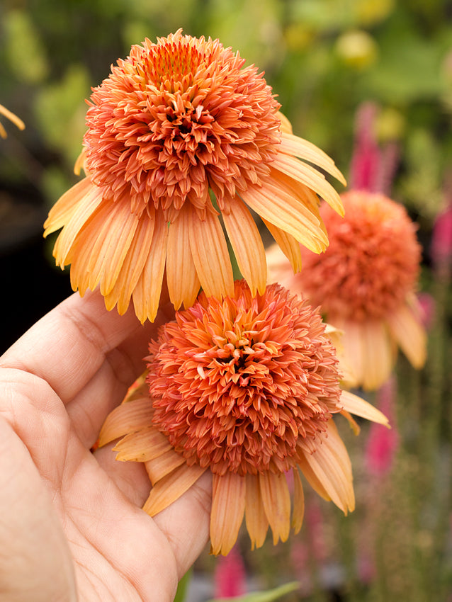 Echinacea 'Supreme Cantaloupe' (Coneflower)