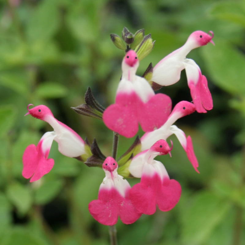🥰Salvia 'Pink Lips'