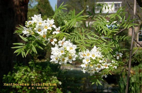 Champion😍/ Xanthoceras sorbifolium Seeds