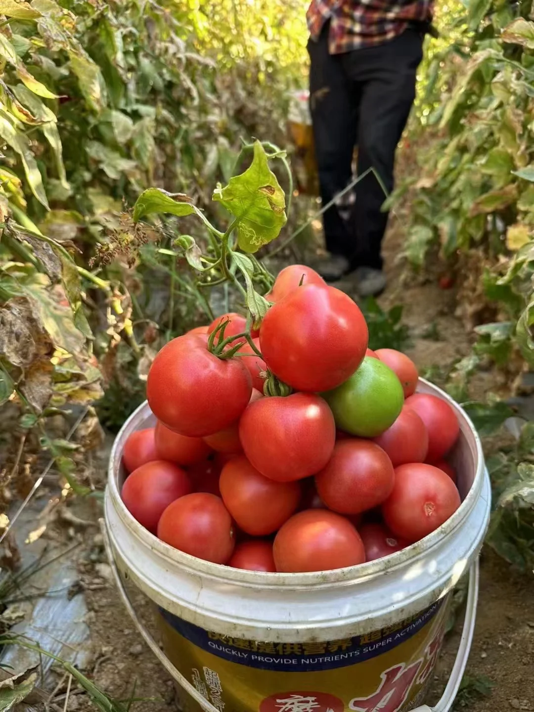 Sandy, soft and sweet - 🍅Sandy tomatoes