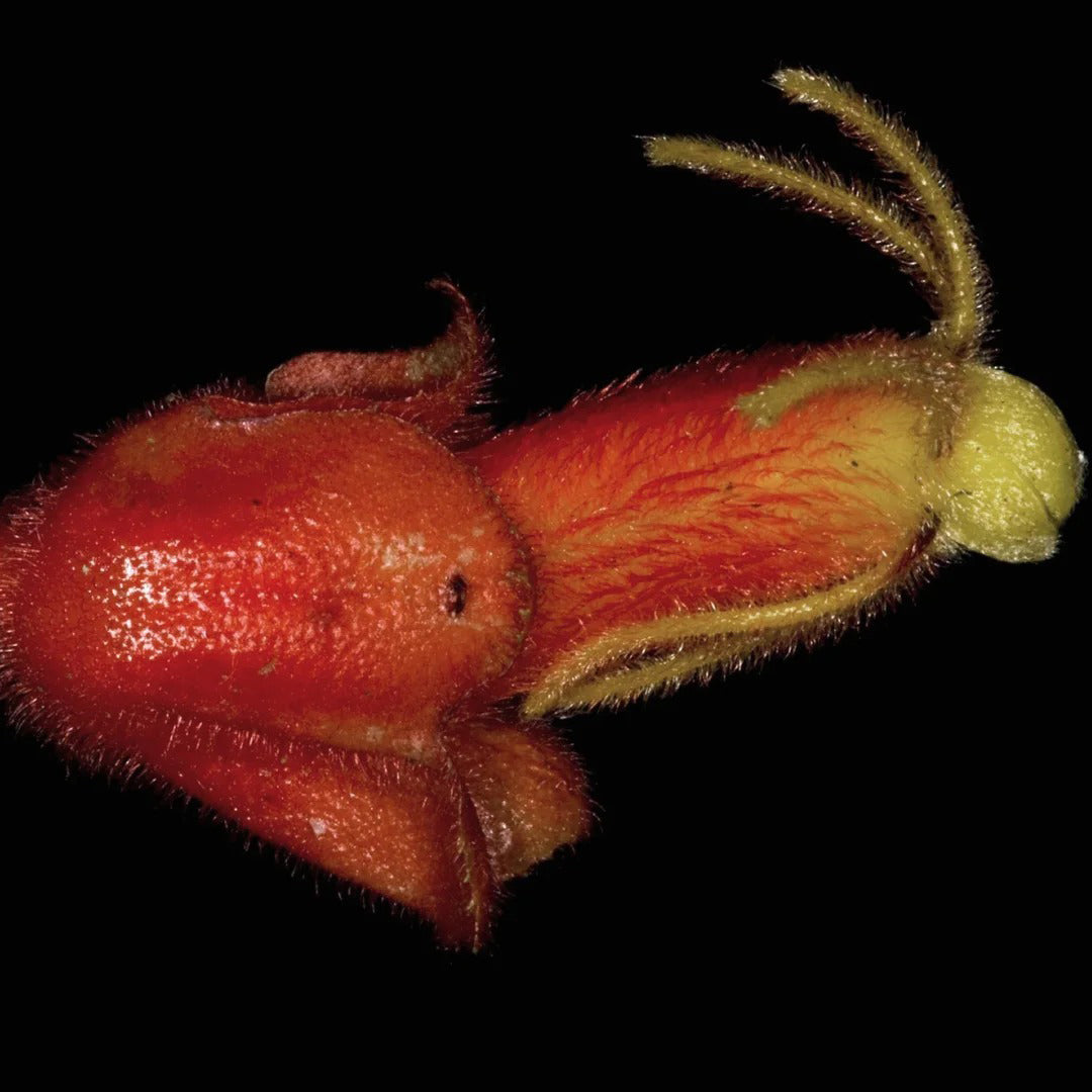 Columnea antennifera flower seeds