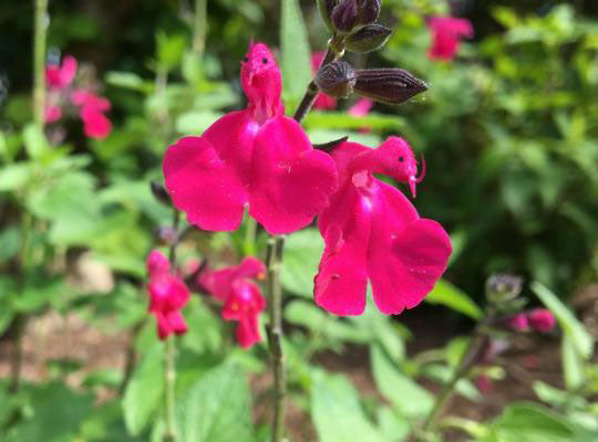 💗Salvia Neon