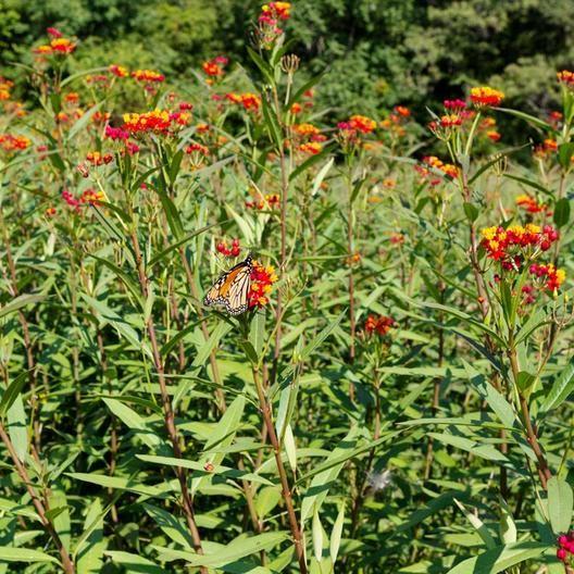 BLOODFLOWER / SUNSET FLOWER SEEDS