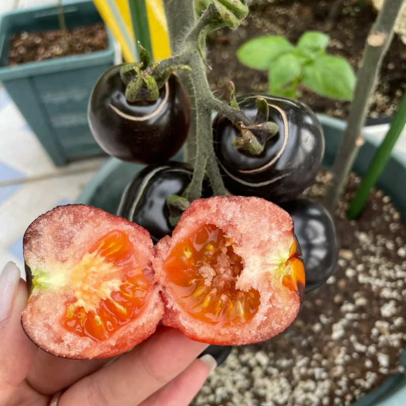 The most popular fruit🏆-Black Pearl Tomato🍅
