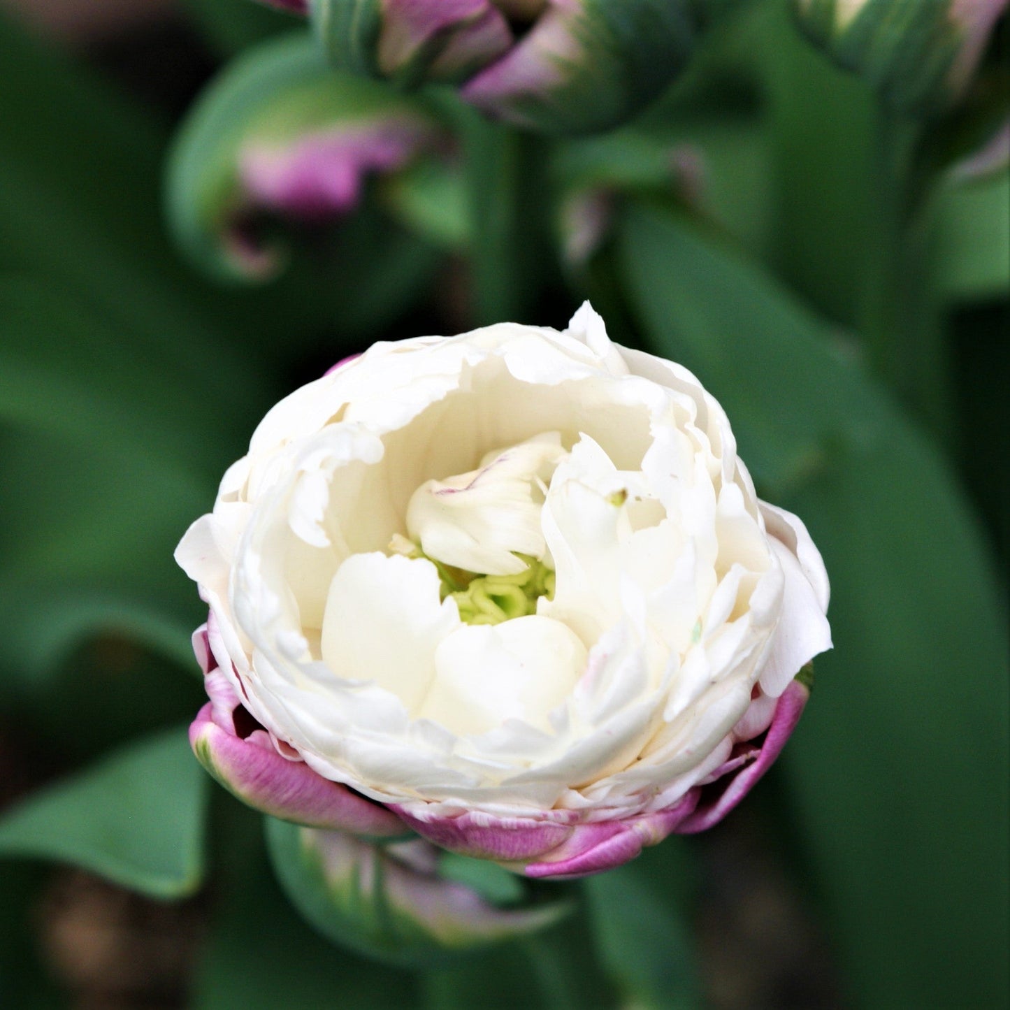 Top quality plants!🌷🌷Tulip Ice Cream