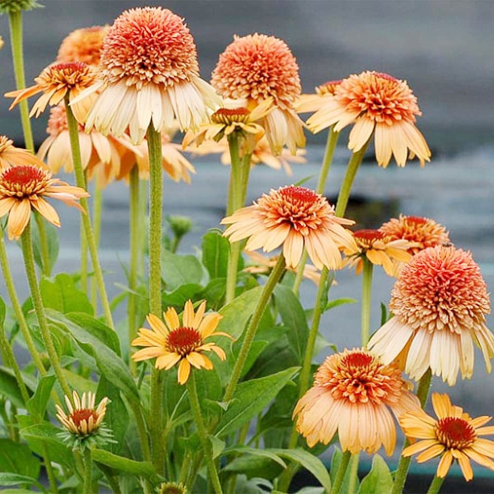 Echinacea 'Supreme Cantaloupe' (Coneflower)