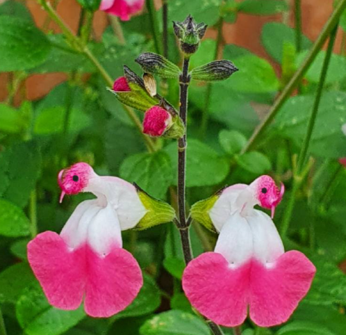 🥰Salvia 'Pink Lips'
