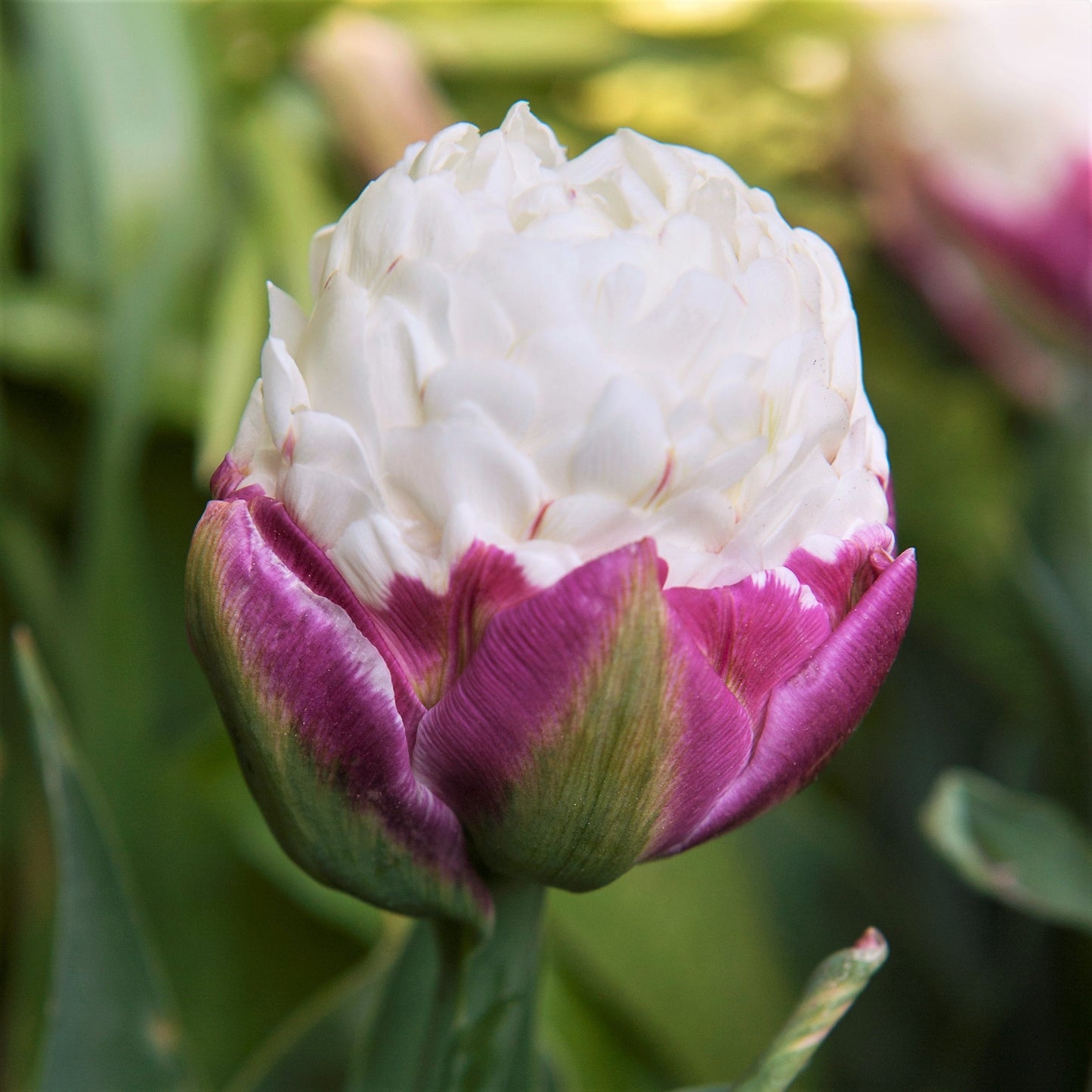 Top quality plants!🌷🌷Tulip Ice Cream