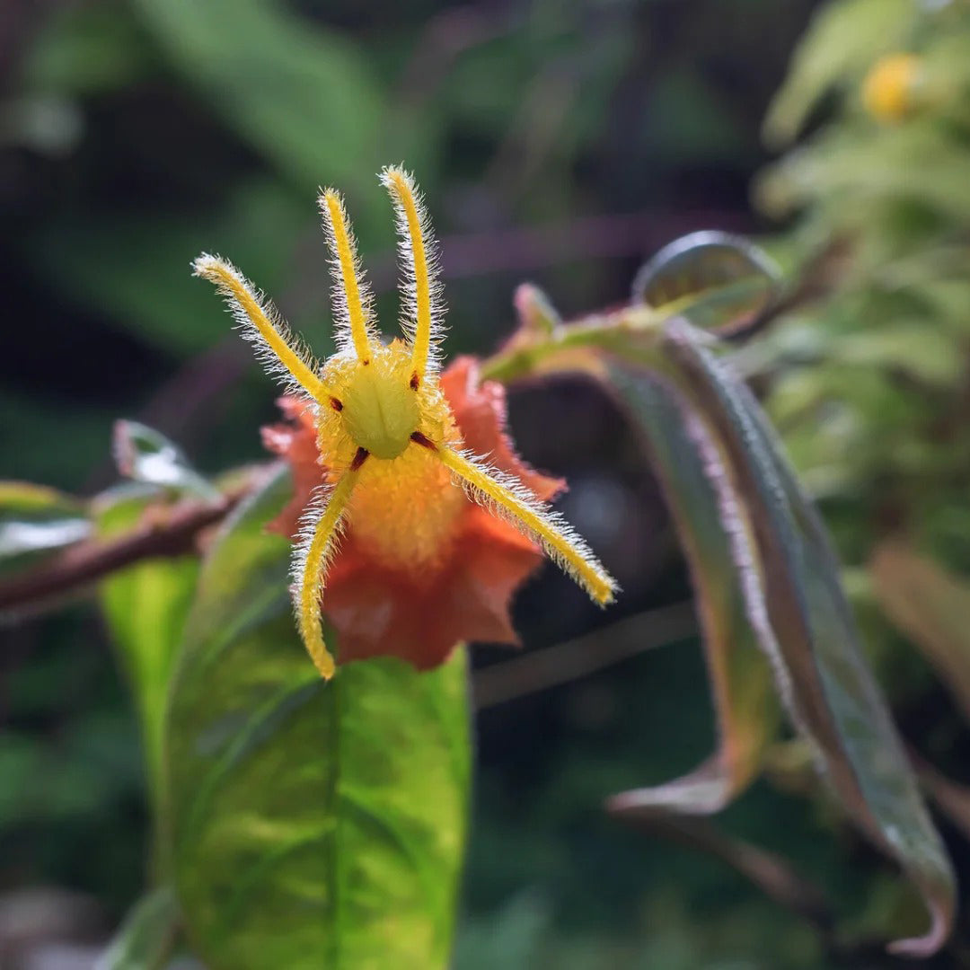Columnea antennifera flower seeds