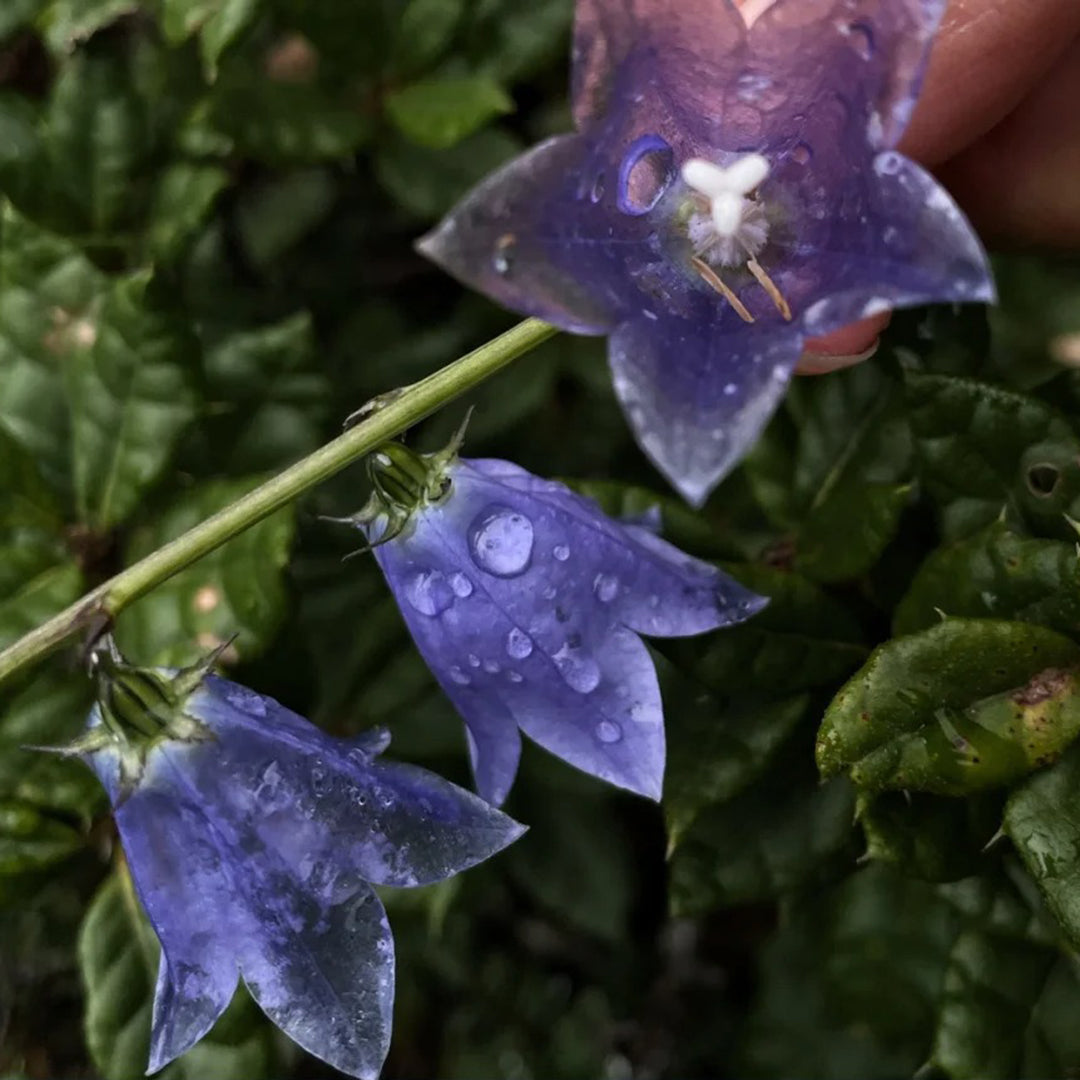 🪻Purple Adenophora Stricta Flower Seeds
