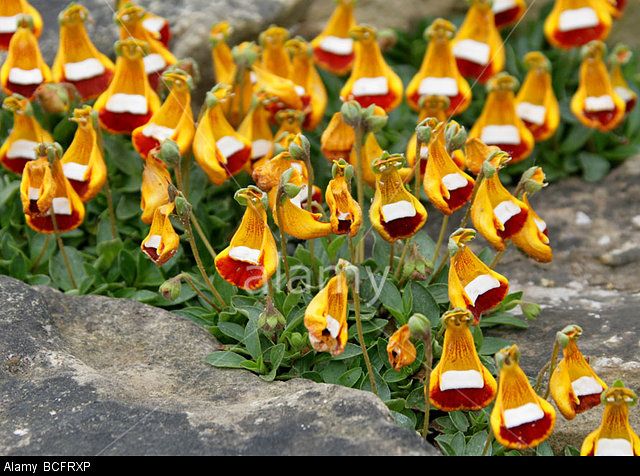 Happy Alien (Calceolaria Uniflora) Flower Seeds Plant Seed Rare