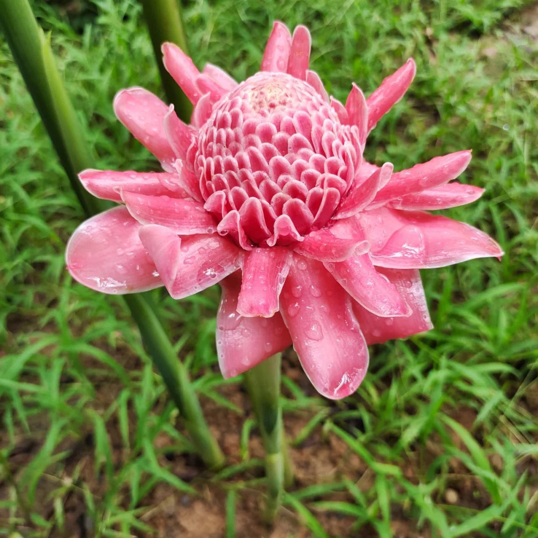Pink Torch Ginger/Etlingera elatior Flower Seeds