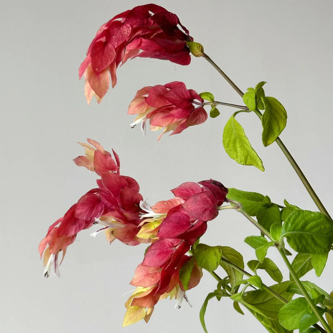 Justicia brandegeana seeds