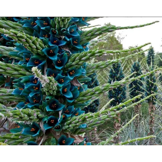 50 Bromeliad Alpestris Seeds, Bromeliad Sapphire Tower, bromeliad peacock flower Seeds - 50Seeds (Puya alpestris) -50 Count per Pack