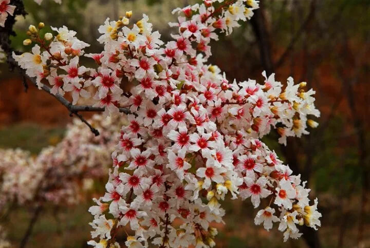 Champion😍/ Xanthoceras sorbifolium Seeds