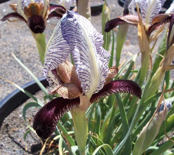 Iris Paradoxa Forma Choschab