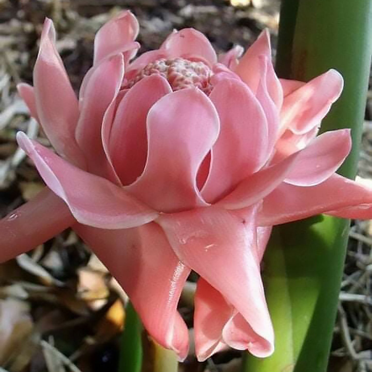 Pink Torch Ginger/Etlingera elatior Flower Seeds