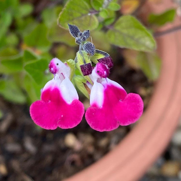 😍Salvia ‘Cherry Lips‘