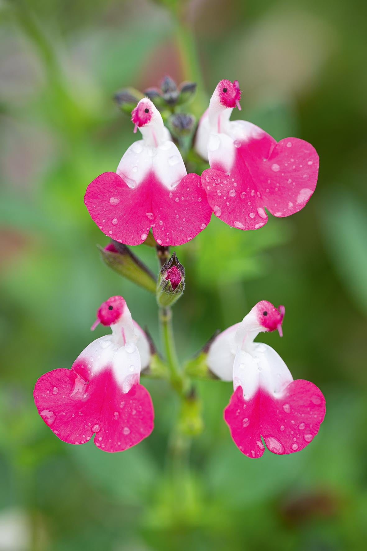 🥰Salvia 'Pink Lips'