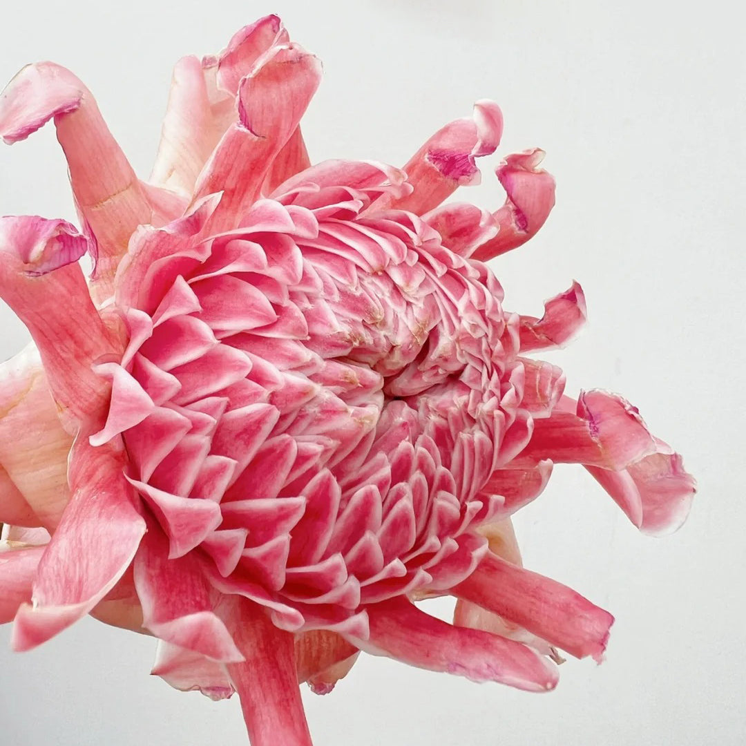 Pink Torch Ginger/Etlingera elatior Flower Seeds