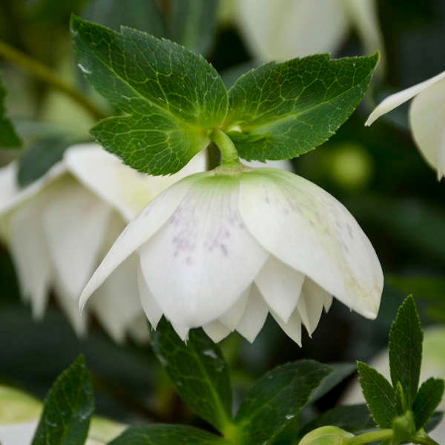 Helleborus thibetanus/Christmas rose"Confetti Cake" Seeds