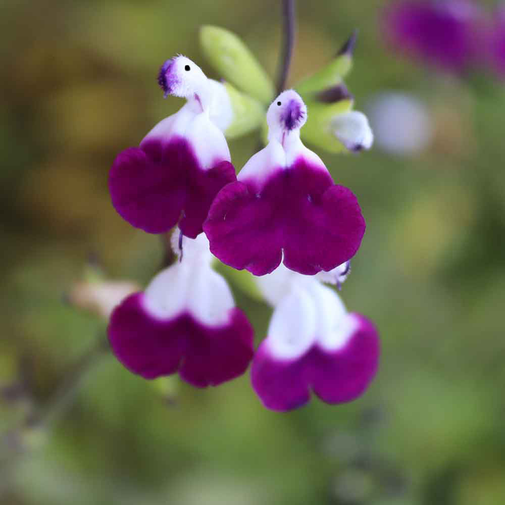 🤩Salvia ‘Amethyst Lips’