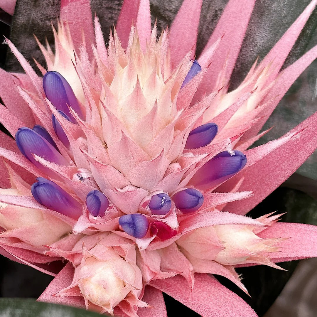 Aechmea Fasciata seeds