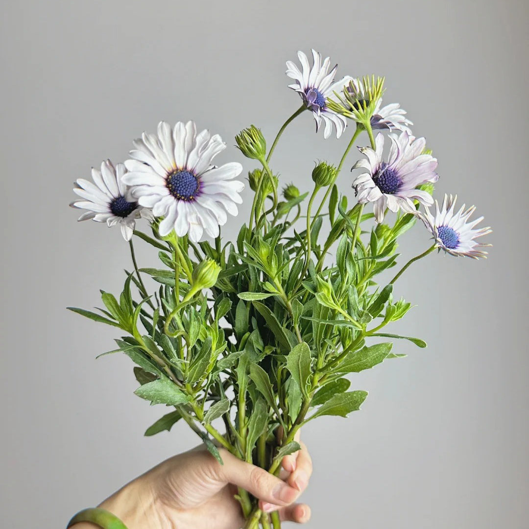 African Daisy Mixcolor Seeds