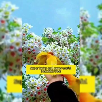 Champion😍/ Xanthoceras sorbifolium Seeds