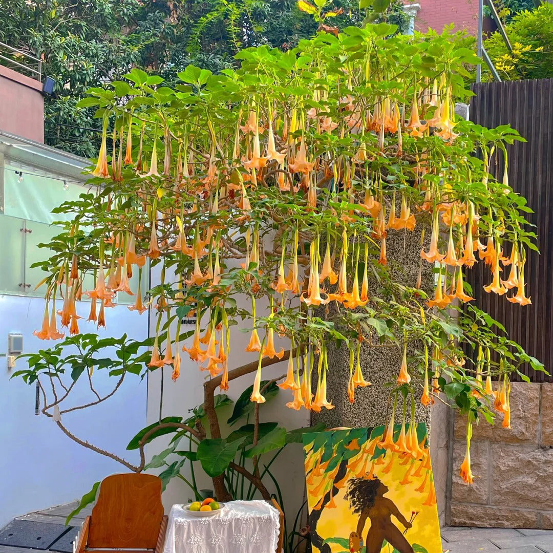 Angel Trumpet Datura Brugmansia Mix Seeds