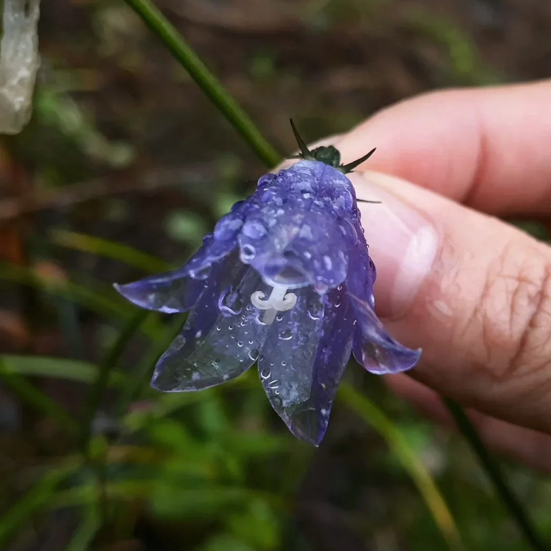 🪻Purple Adenophora Stricta Flower Seeds