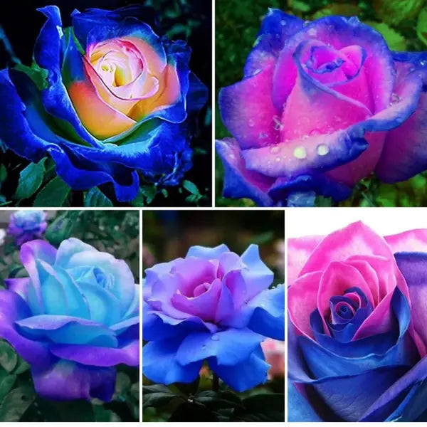 Rare Moon Rose Seeds