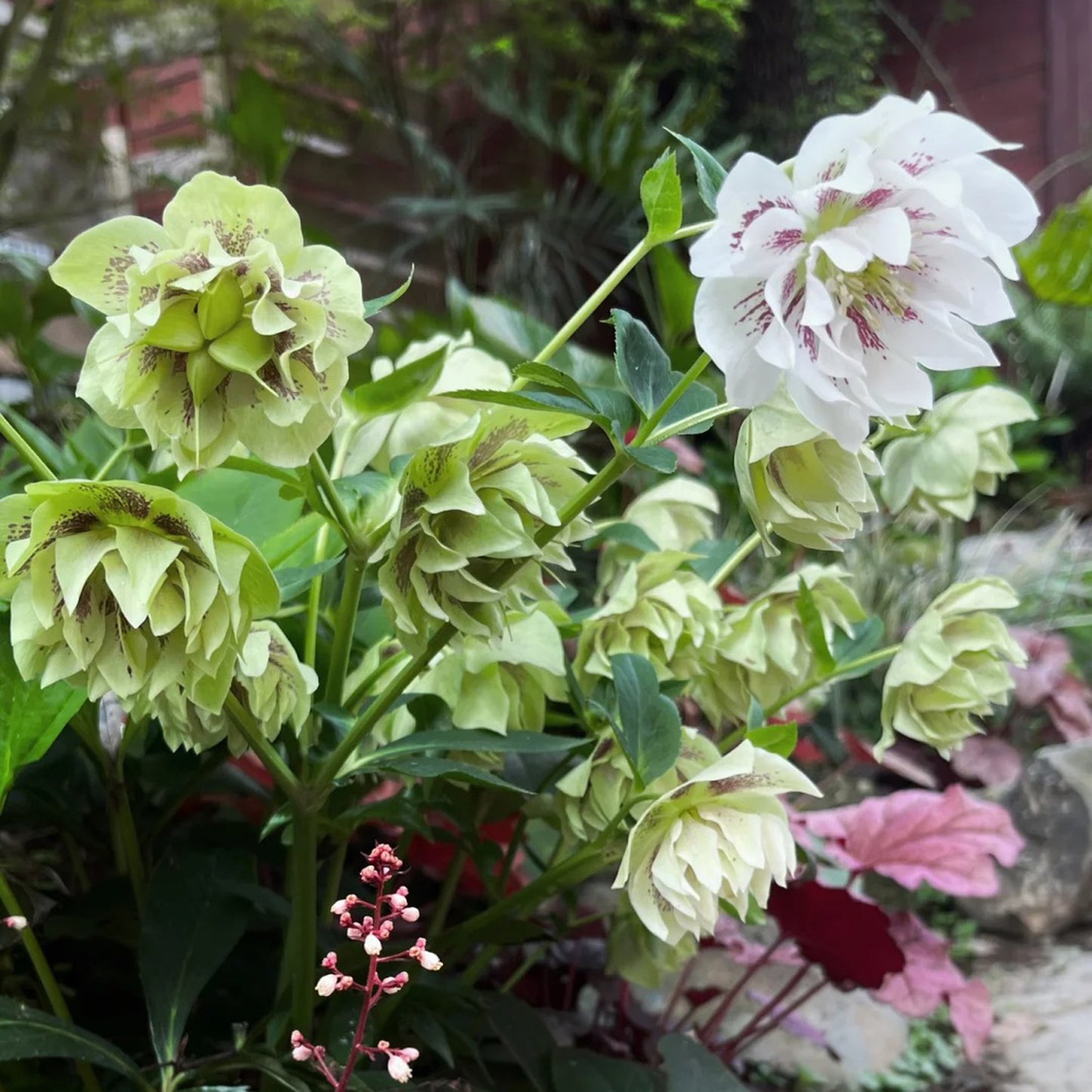 Helleborus thibetanus/Christmas rose"Confetti Cake" Seeds