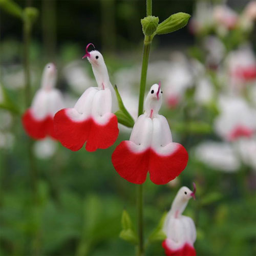 💕This year's most popular variety🔥🎁Salvia microphylla 'Hot Lips'