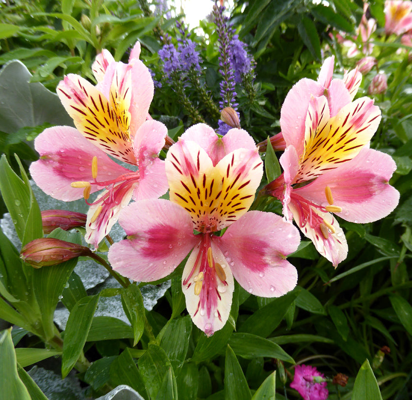 Alstroemeria hybrid ‘Tricolor’