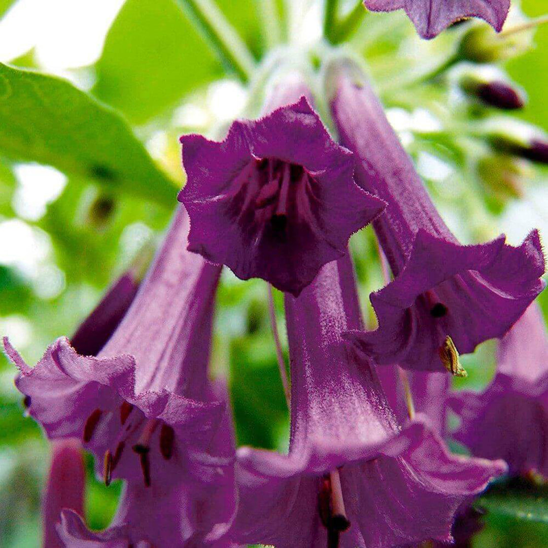 Angel Trumpet Datura Brugmansia Mix Seeds