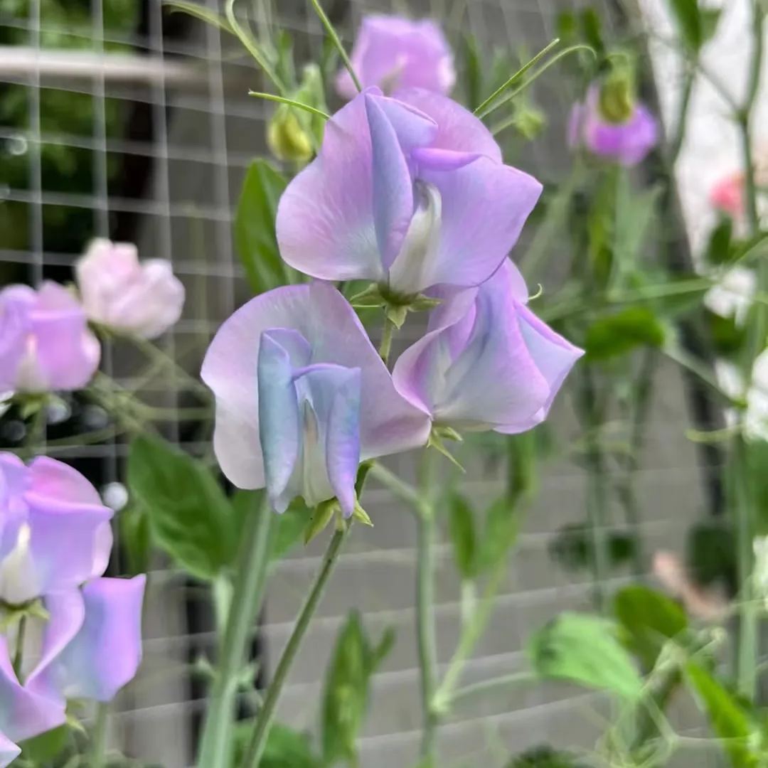 Sweet Pea 'Turquoise Lagoon'
