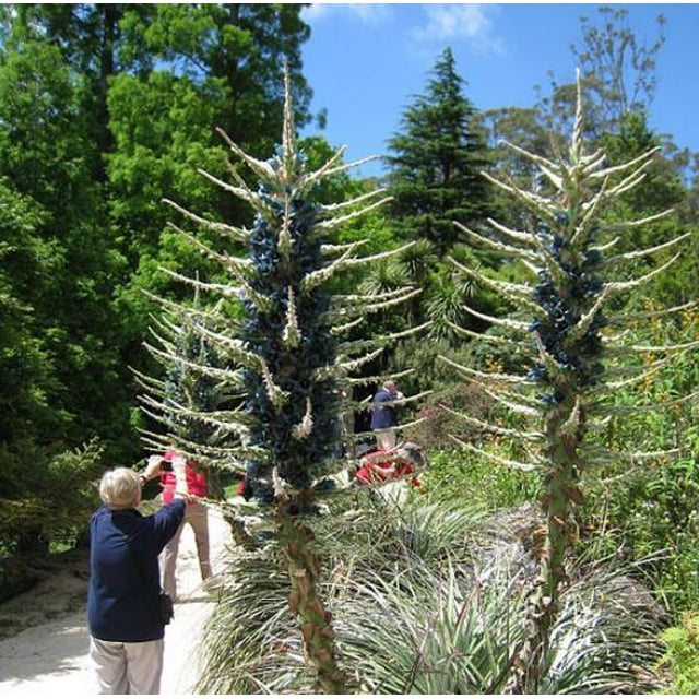 50 Bromeliad Alpestris Seeds, Bromeliad Sapphire Tower, bromeliad peacock flower Seeds - 50Seeds (Puya alpestris) -50 Count per Pack