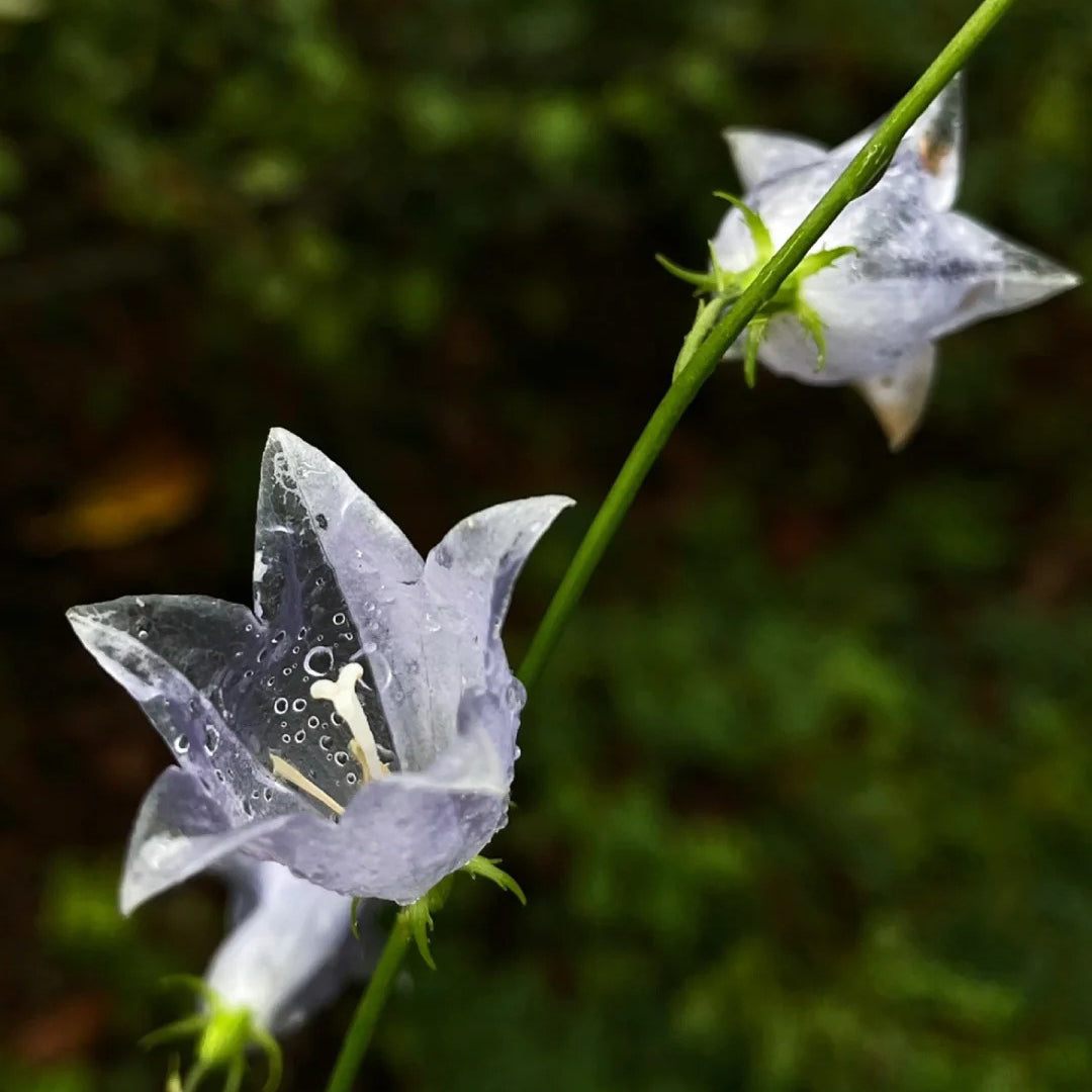 🪻Purple Adenophora Stricta Flower Seeds